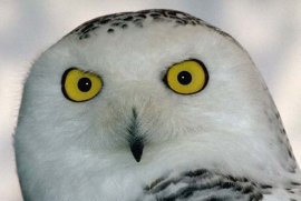Snowy Owl Female