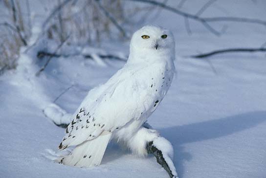 Snowy Owl Male