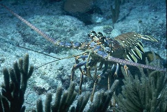 West Indies Spiny Lobster
