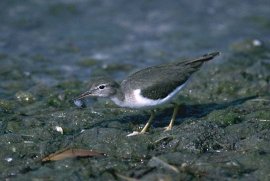 Spotted Sandpiper