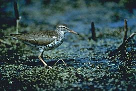 Spotted Sandpiper