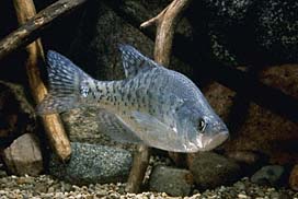 White Crappie