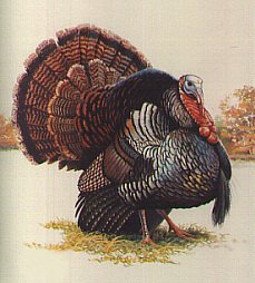 Wild Turkey Male