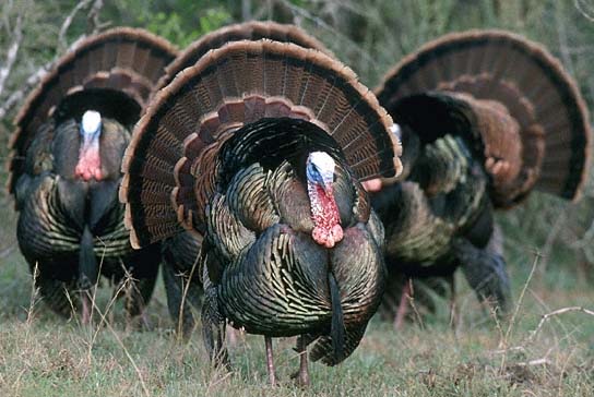 Wild Turkey Male