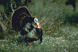 Wild Turkey