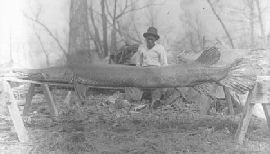 Alligator Gar - Moon Lake, Mississippi. March 1910,