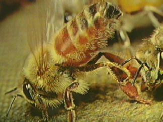 Worker Bee Fanning Hive
