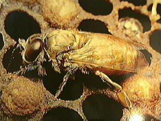 Male Honey Bee