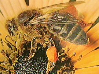Worker Bee Gathering Pollen