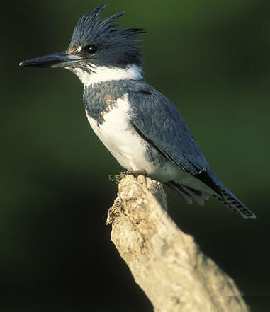 Belted Kingfisher - Male