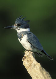 Belted Kingfisher - Male