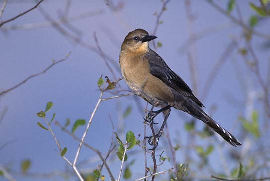 Boat-tailed Grackle Female