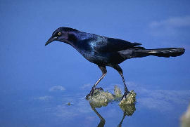 Boat-tailed Grackle Male