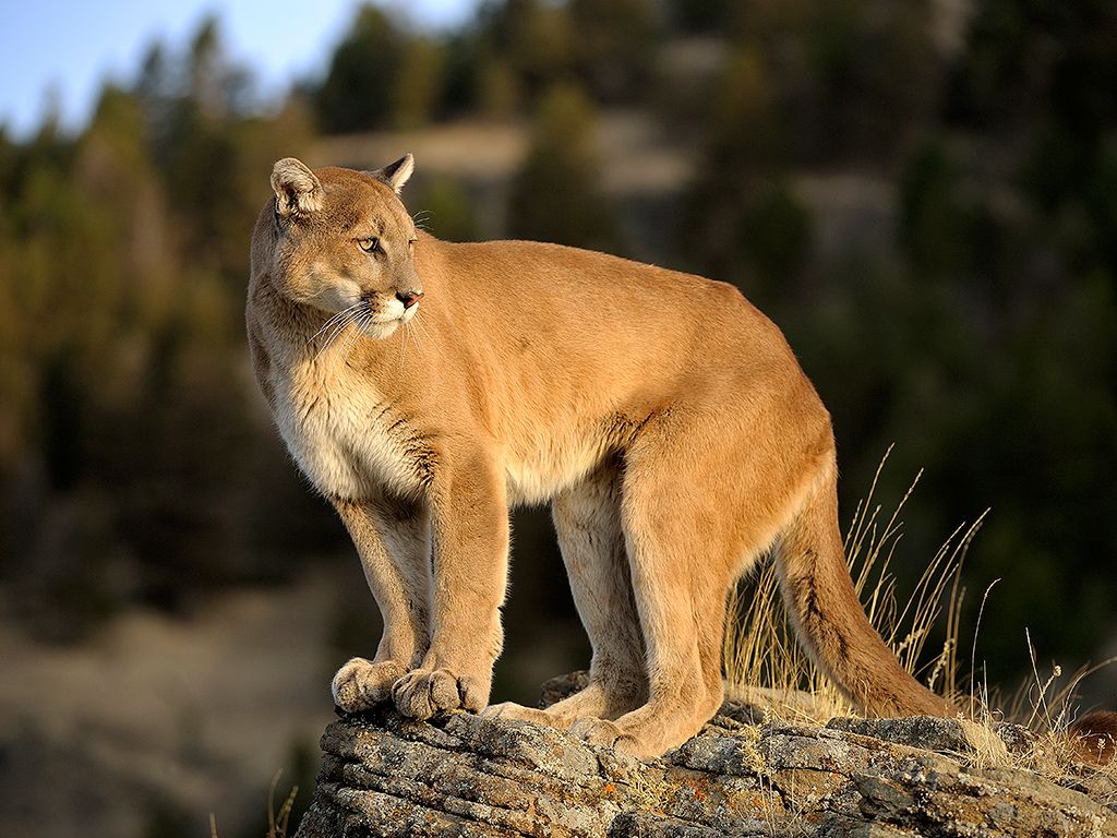 Mountain Lion