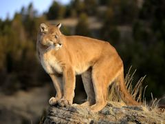 Mountain Lion