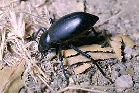 Darkling Beetle