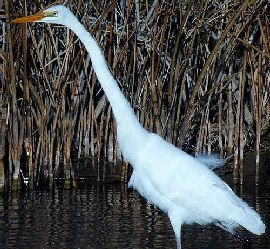 Great Egret