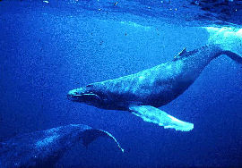Whale - Humpback