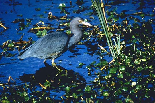 Little Blue Heron