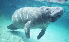 Manatee