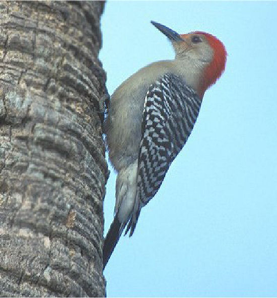 Red-bellied Woodpecker