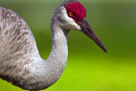 Sandhill Crane