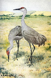 Sandhill Crane