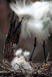 Snowy Egret