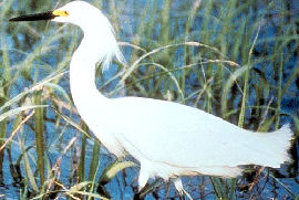 Snowy Egret