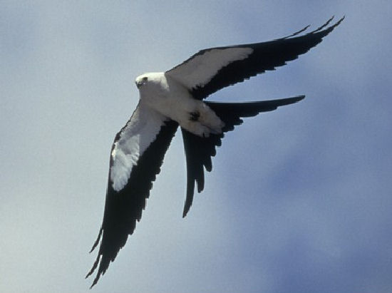 Swallow-tailed Kite