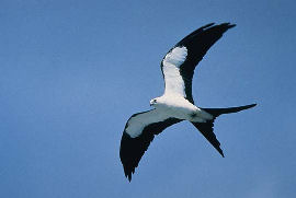 Swallow-tailed Kite